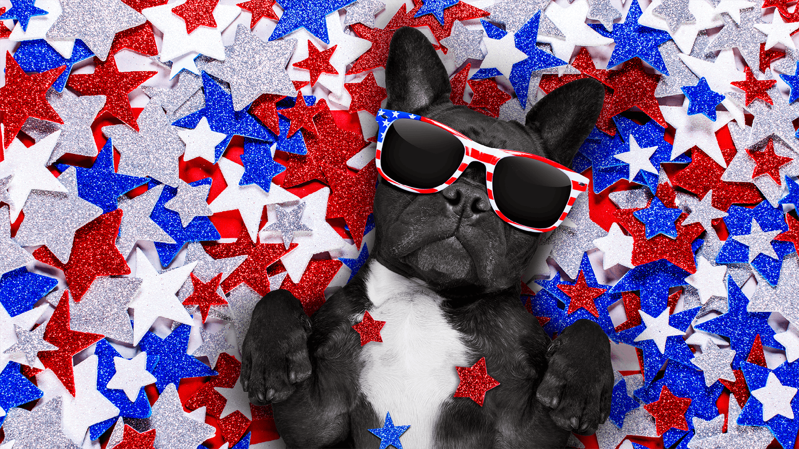A black French Bulldog wearing American flag-themed sunglasses lies on its back, surrounded by red, white, and blue glittery star decorations.
