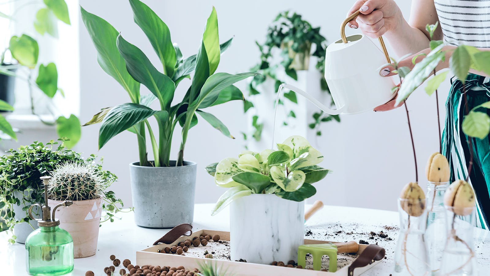 A person waters houseplants on a table filled with potted plants, soil, gardening tools, and a watering can, in a bright, indoor setting with lush green foliage.