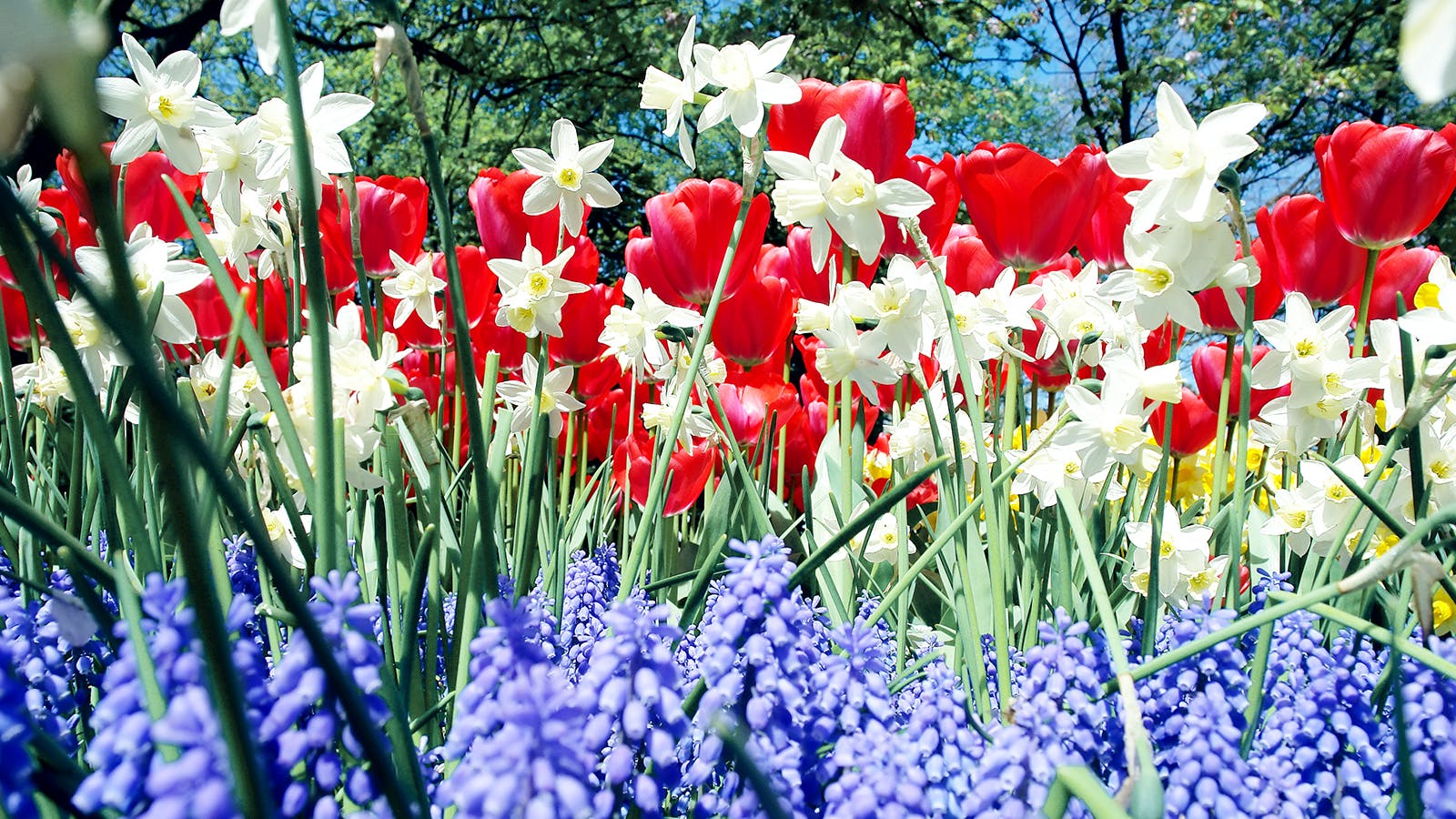 red, white and blue flowers