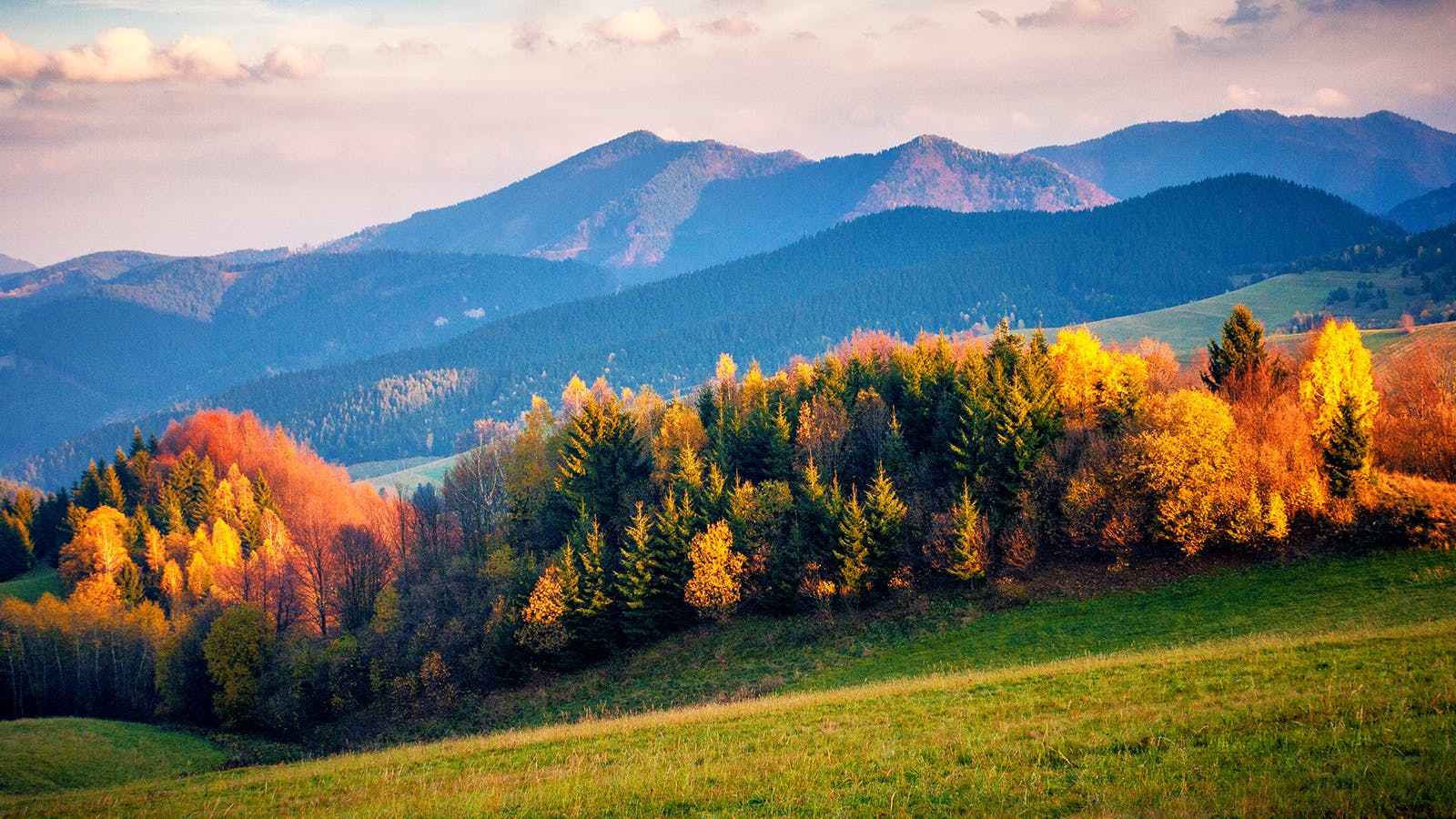 fall foliage