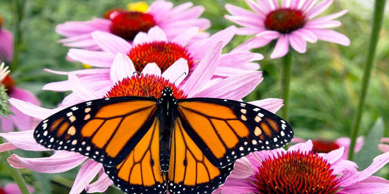 A butterfly on a pink flower in a pollinator garden.